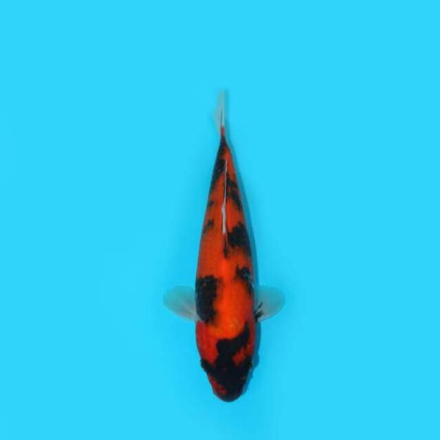 SHOWA SANSHOKU 27 CM