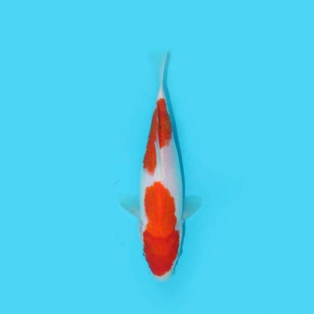 KOHAKU 25 CM