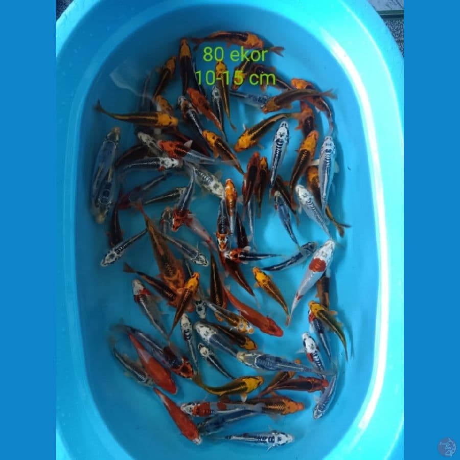 kujaku Tes Kolam 10-15cm