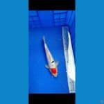 tancho 33 cm