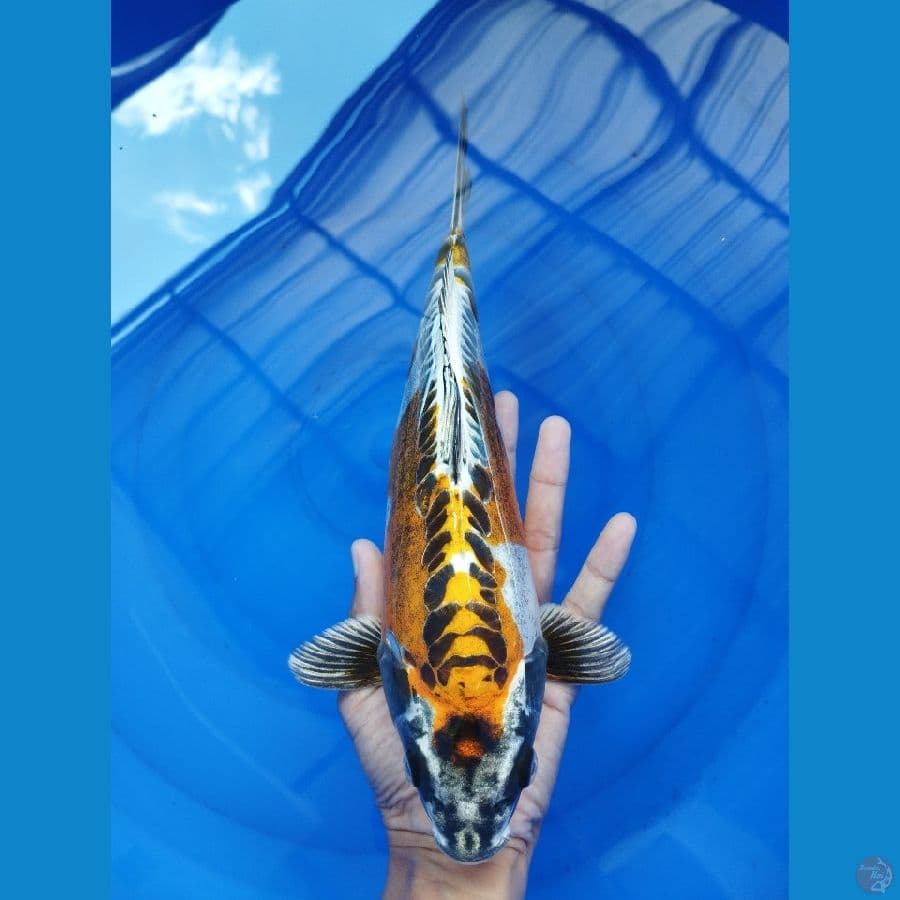 Male kiko punuk | 30cm