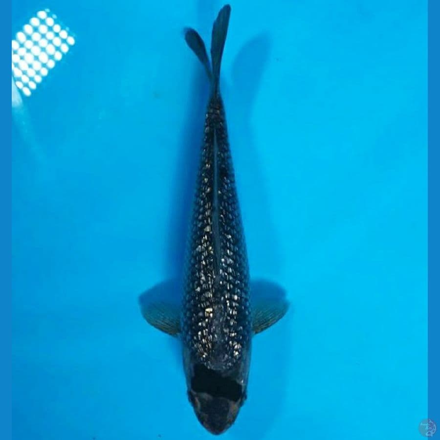 Tancho Ociba 20cm