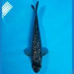 Tancho Ociba 20cm