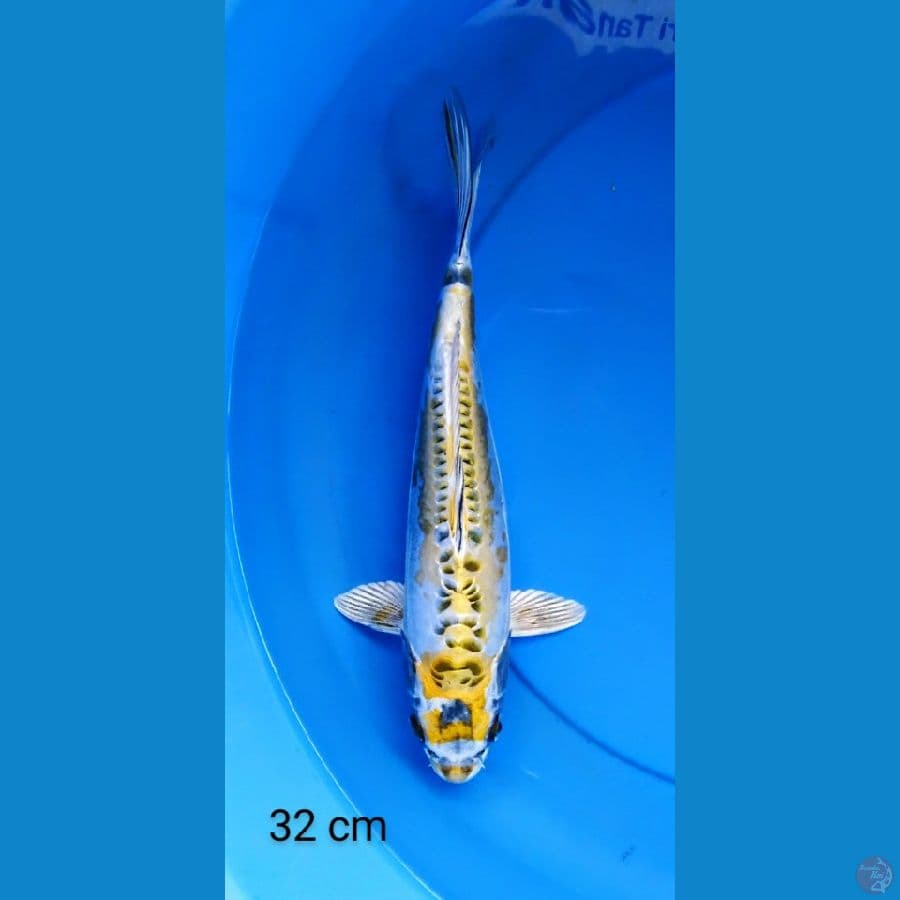kiko antik 32 cm