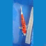 sanke doitsu 41 cm
