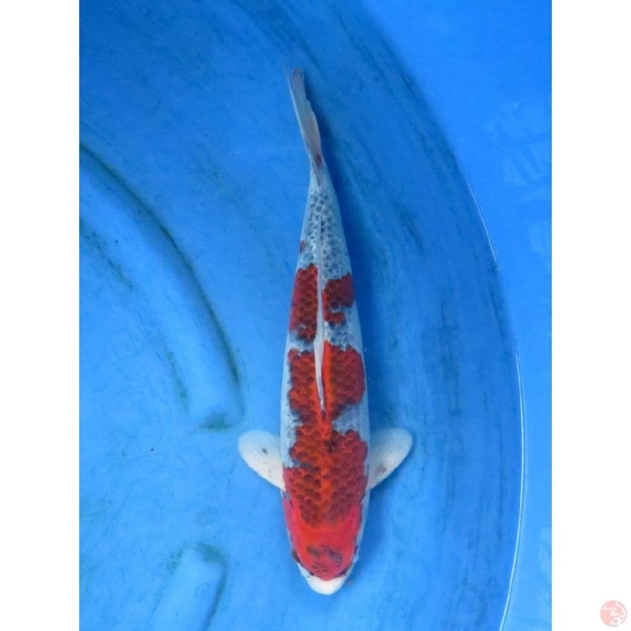 45cm , F1 Red Goshiki - Male