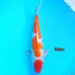 Maruten Kohaku ORI 32cm