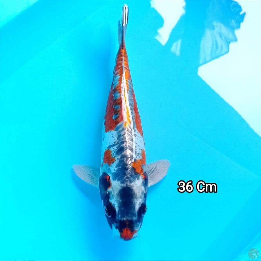 KIKOKURYU 36Cm