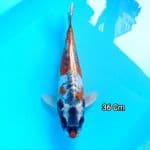 KIKOKURYU 36Cm