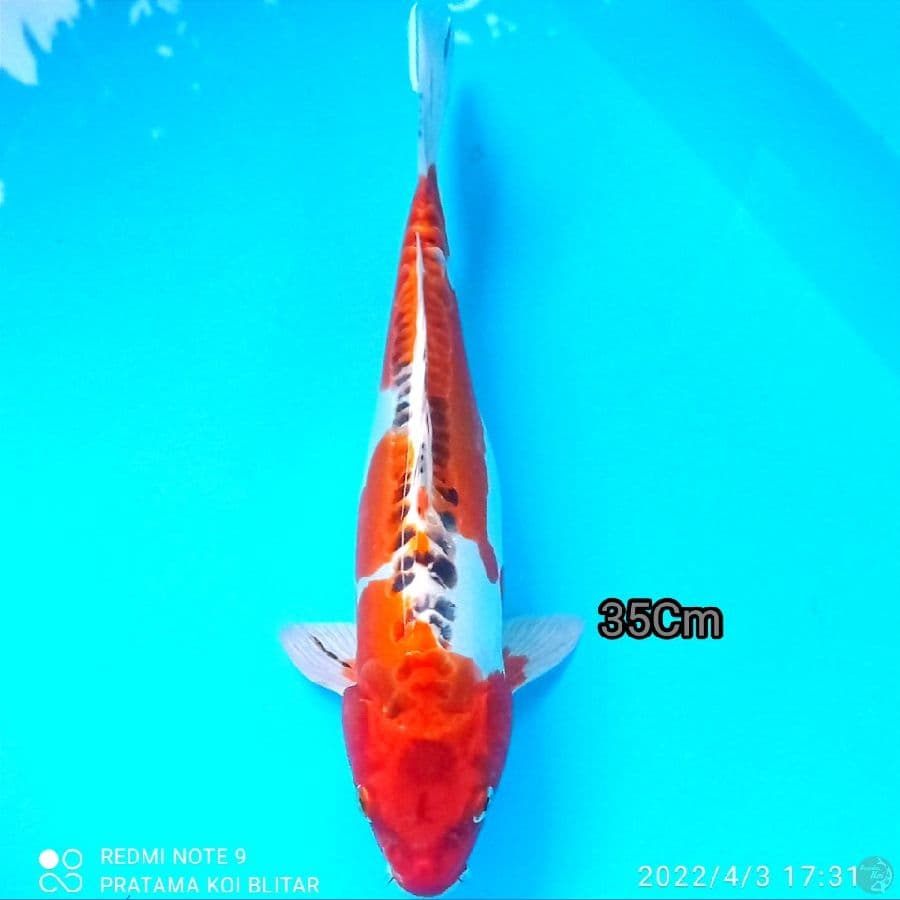 Inazuma KUJAKU DOITSU 35cm