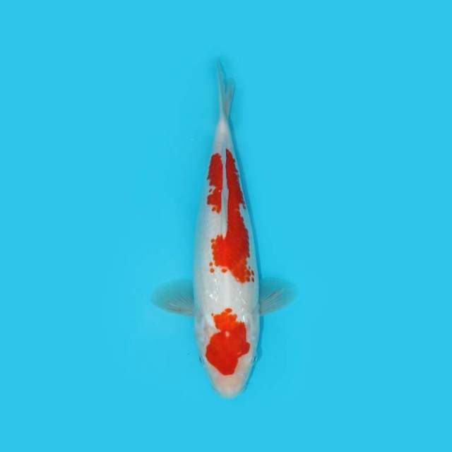 KOHAKU 29 CM