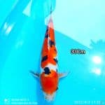 Maruten sanke doitsu 33cm orri