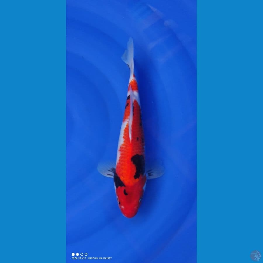 Showa 33cm
