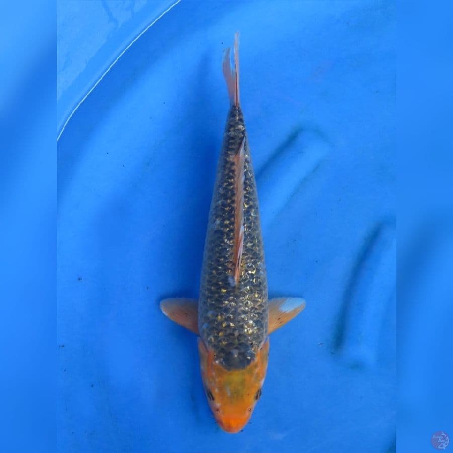 40cm - Matsuba Ginrin 