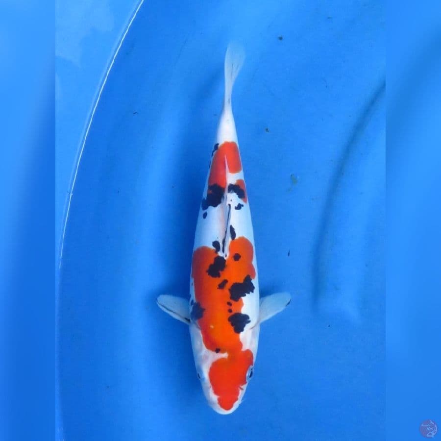 29cm - Sanke Doitsu Murni