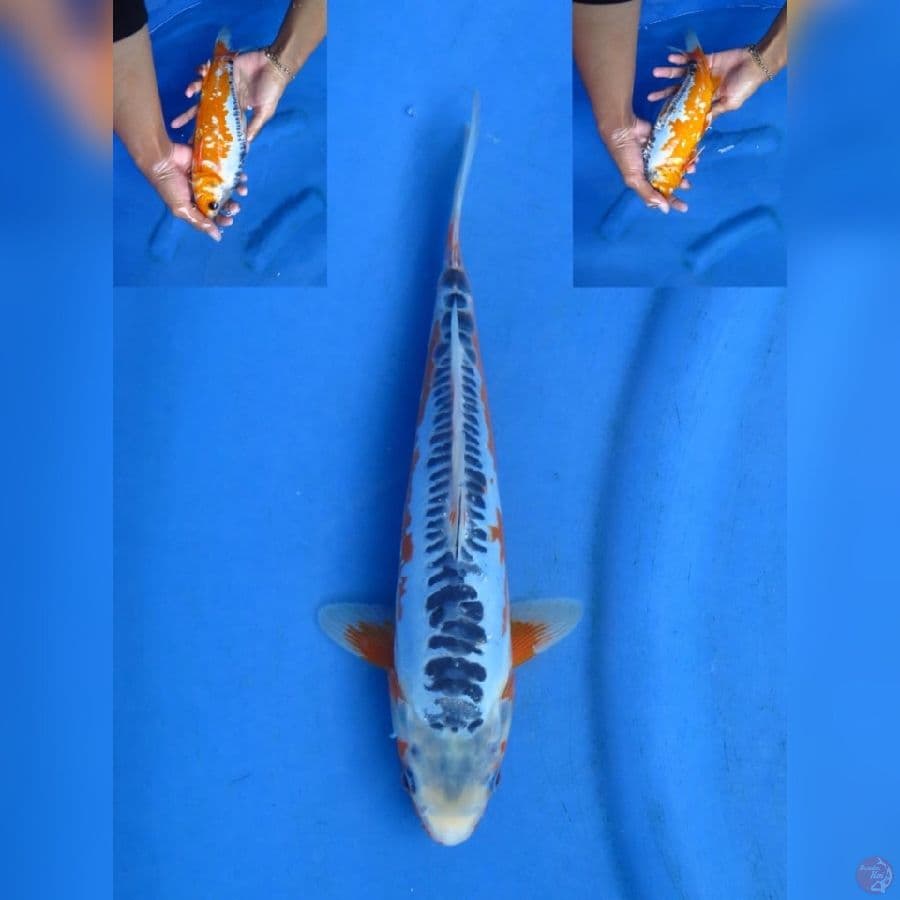27cm - Hanna Shusui