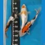 showa 32,35,36cm