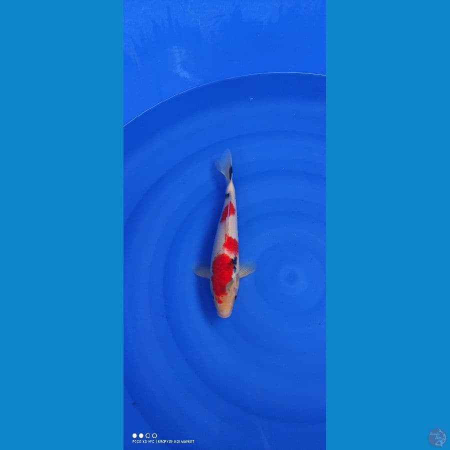 Showa Tategoi 30cm