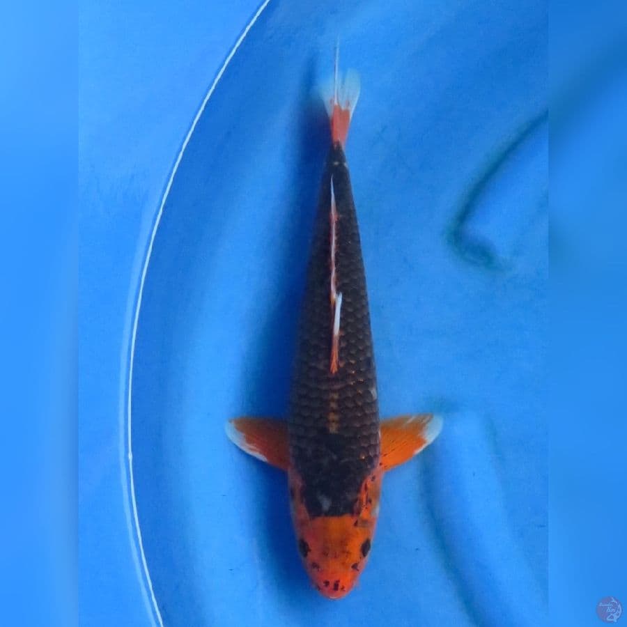 37cm - F1 Matsuba