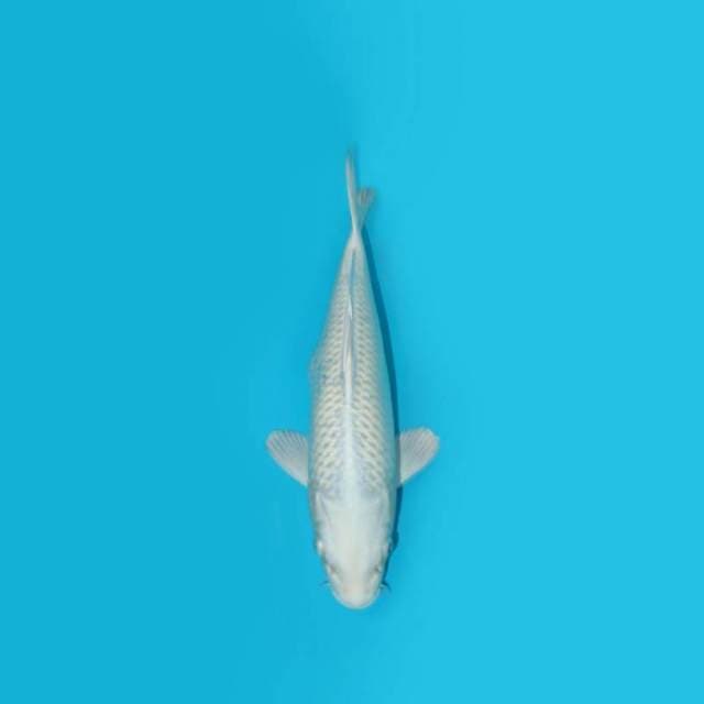 PLATINUM 28 CM