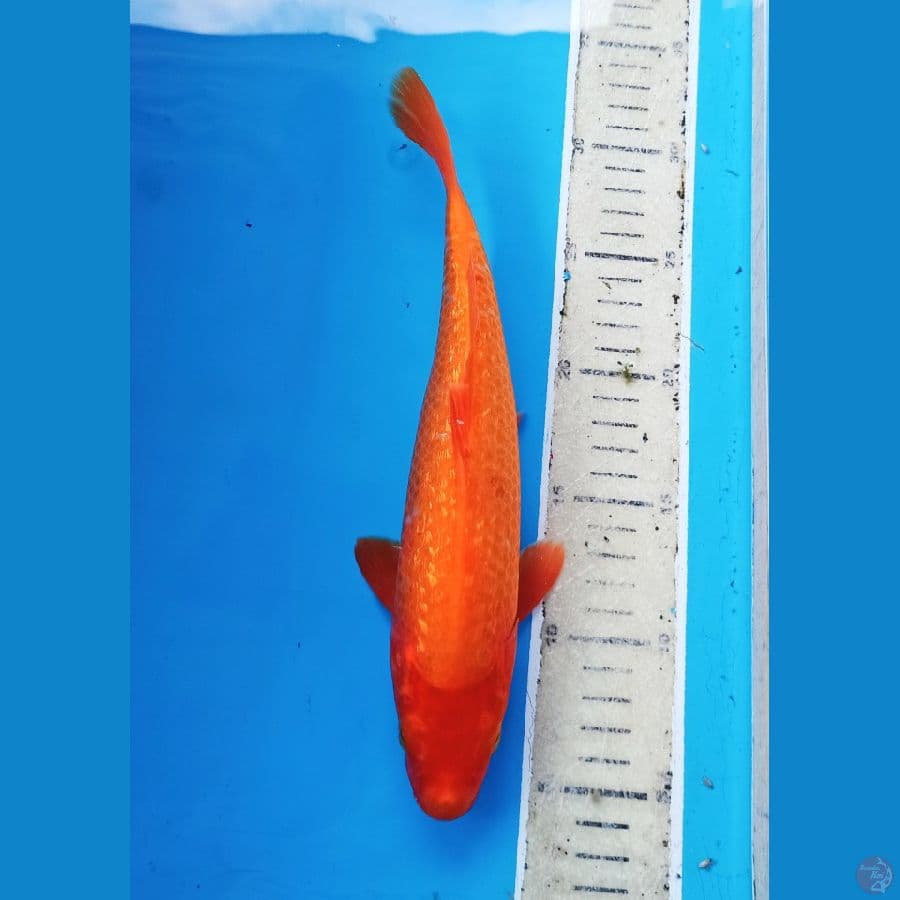 akahajiro ginrin 27cm