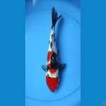 Showa ginrin 28cm