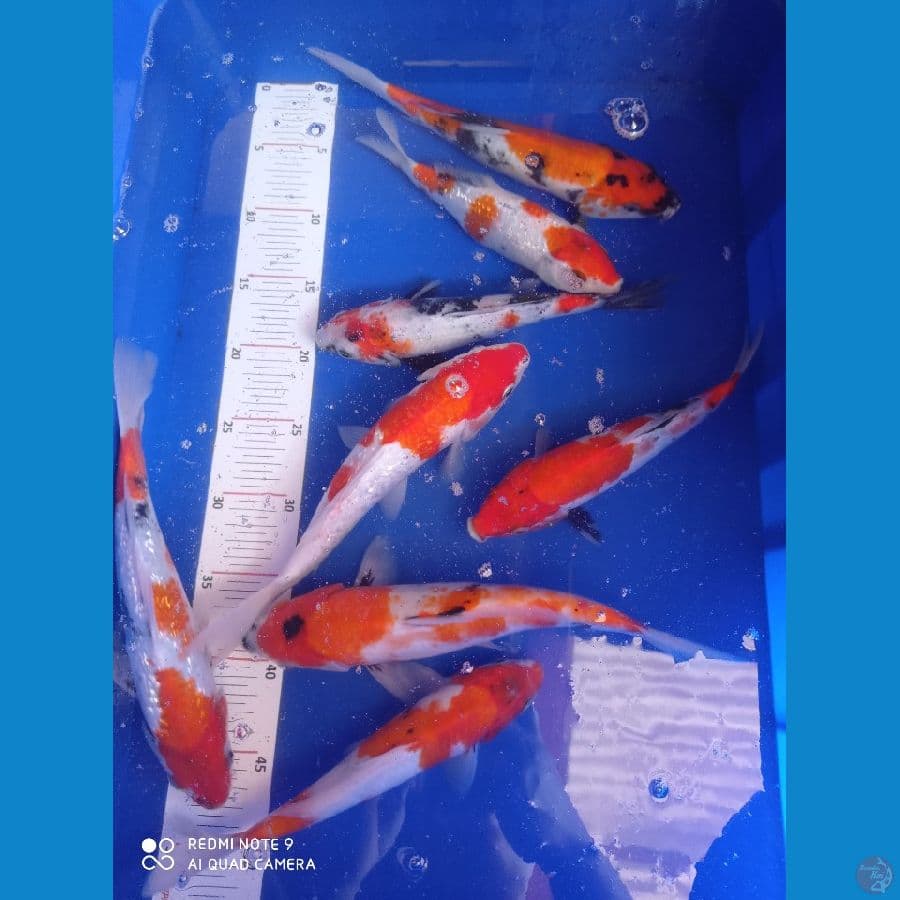 paket showa 20-27cm