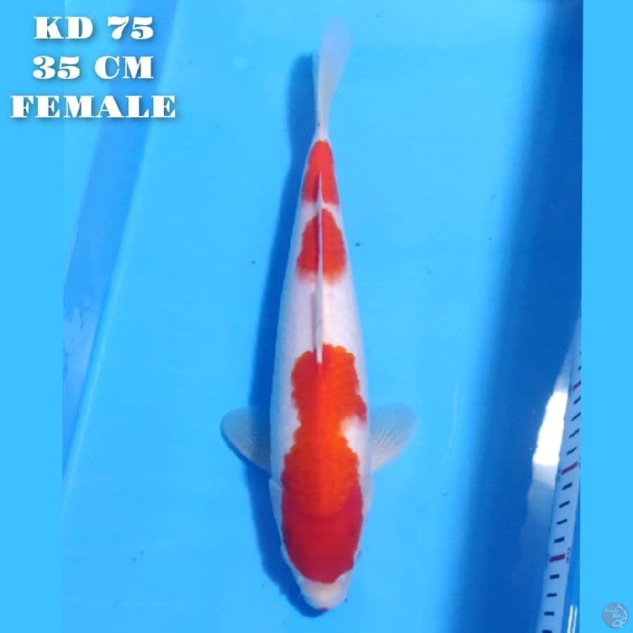 KOHAKU ORIGINAL