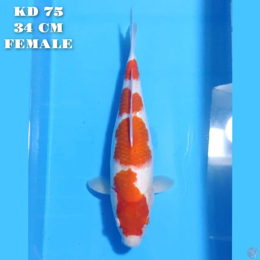 KOHAKU 4 STEP 