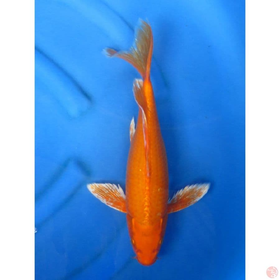 Kumpay No Bocor - 43cm