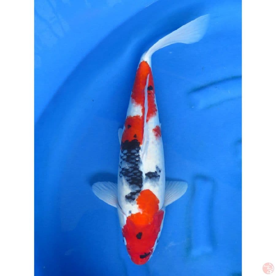 Kindai Showa - 53cm