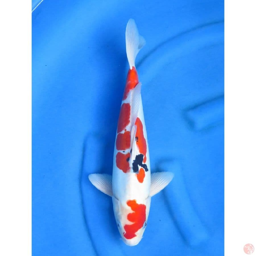 Sanke Doitsu Murni - 40cm