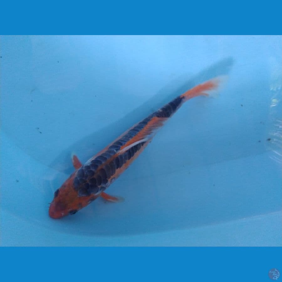 shusui ukur 28cm