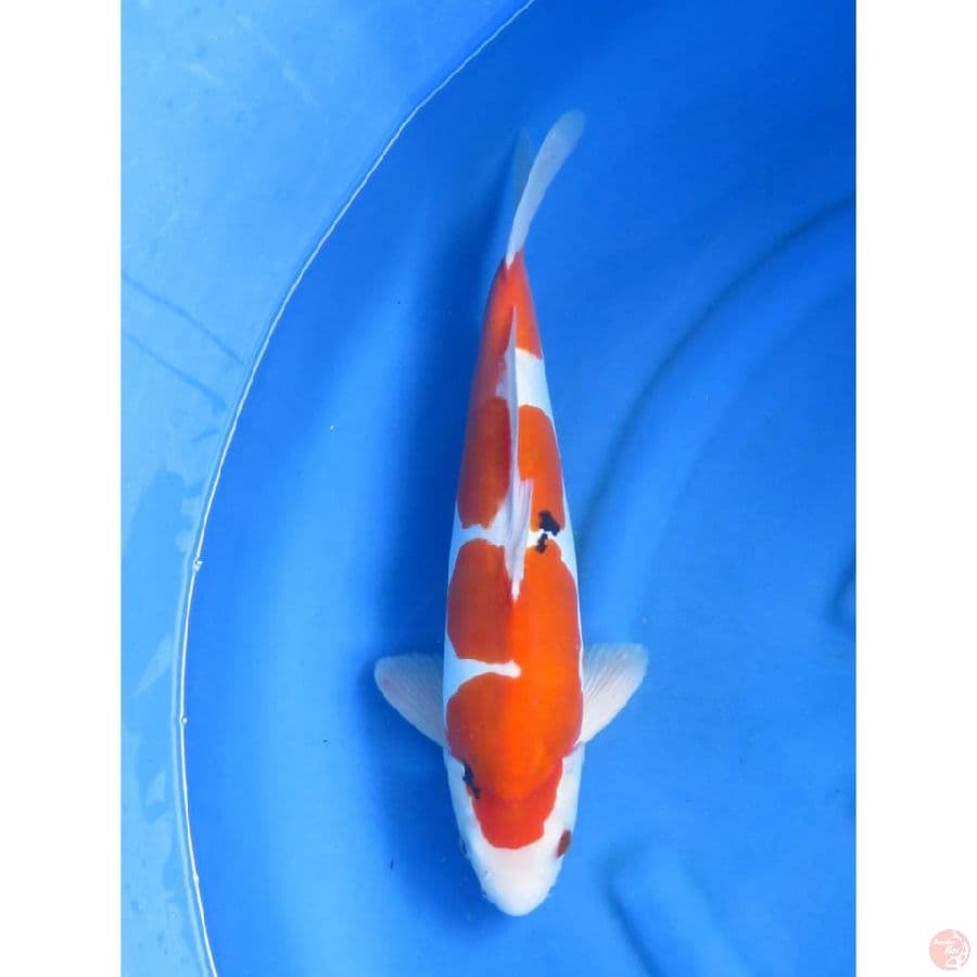 Sanke Doitsu Murni - 45bu - male