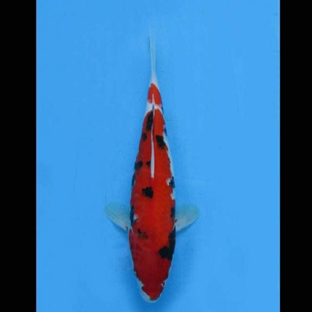 Tiger - Sanke Merah Tebal