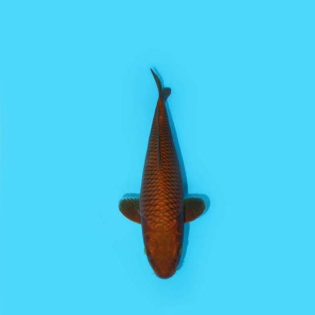 CHAGOI 30 CM