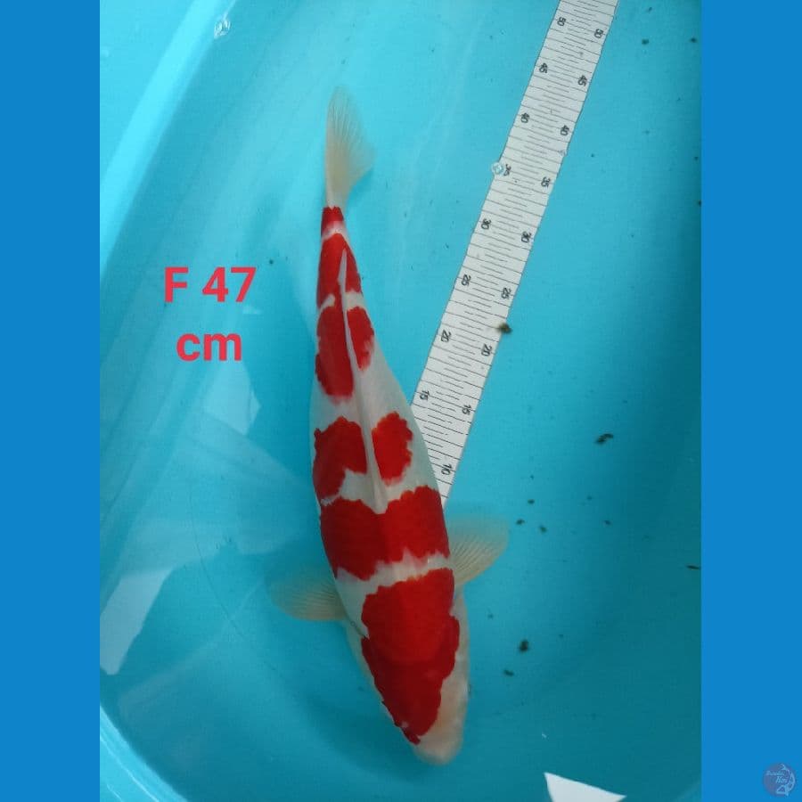 kohakhu strong Fimale 47cm