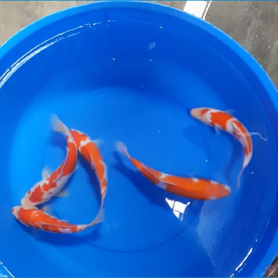 Kohaku 21-24cm Joss