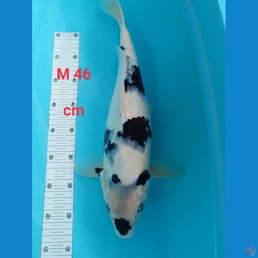 Shiro Male 46 cm