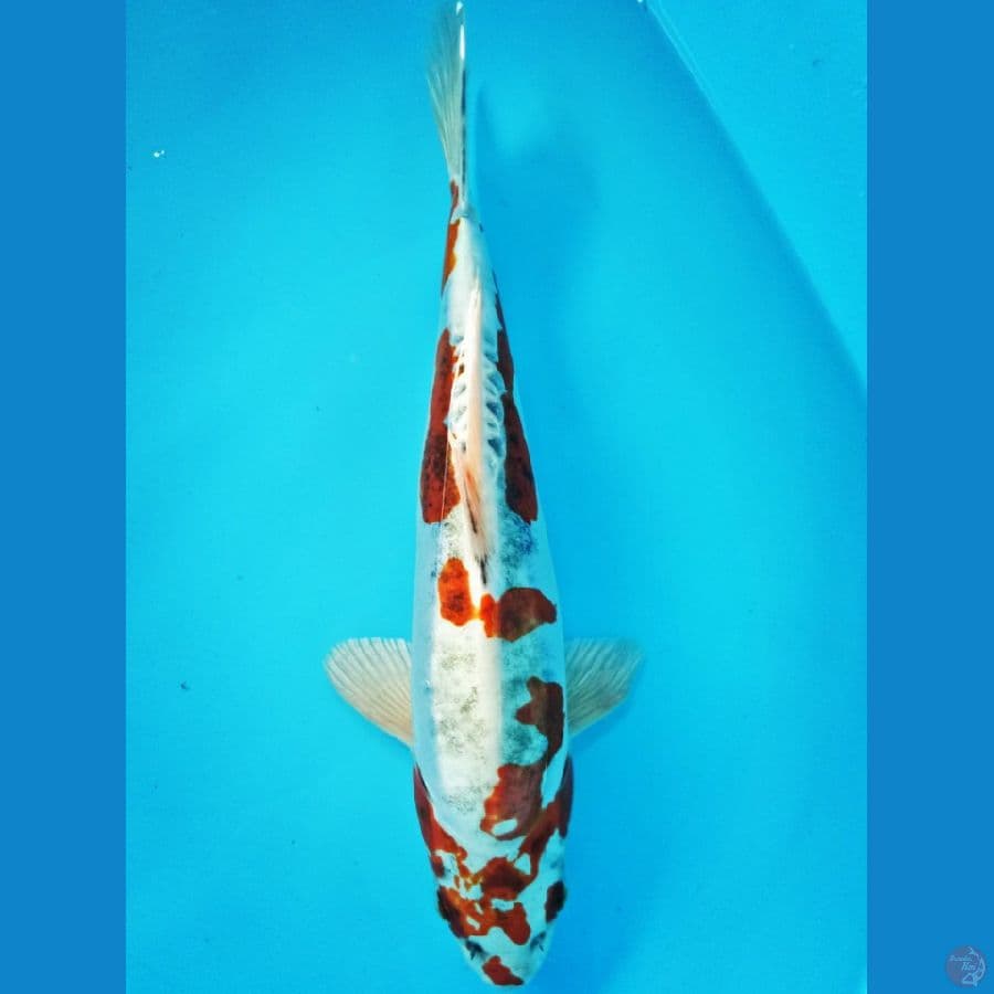 kiko 30 cm