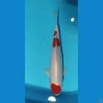 kohaku size 40 cm. jantan