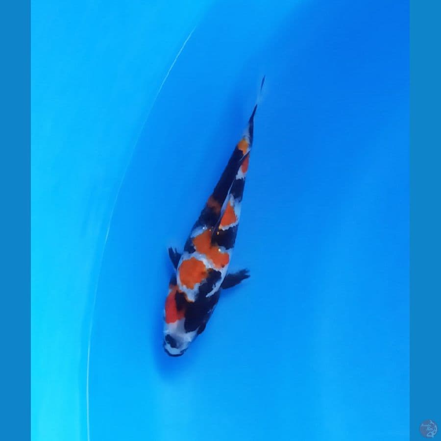 Showa 15 cm