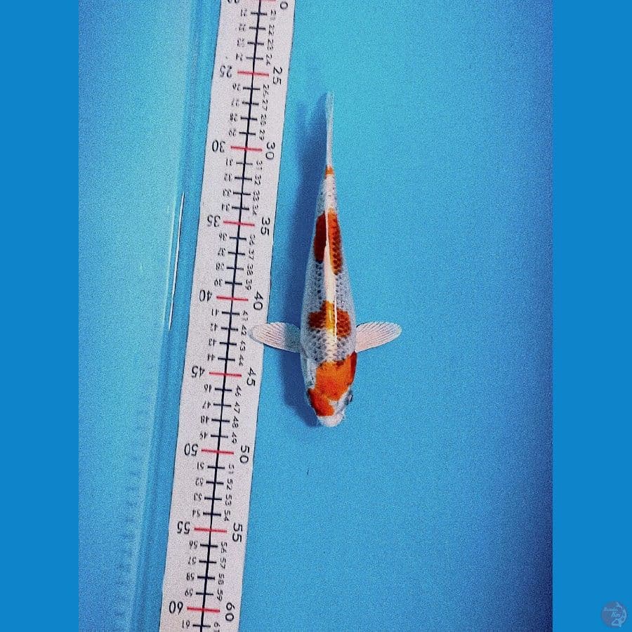 kujaku 20 cm 