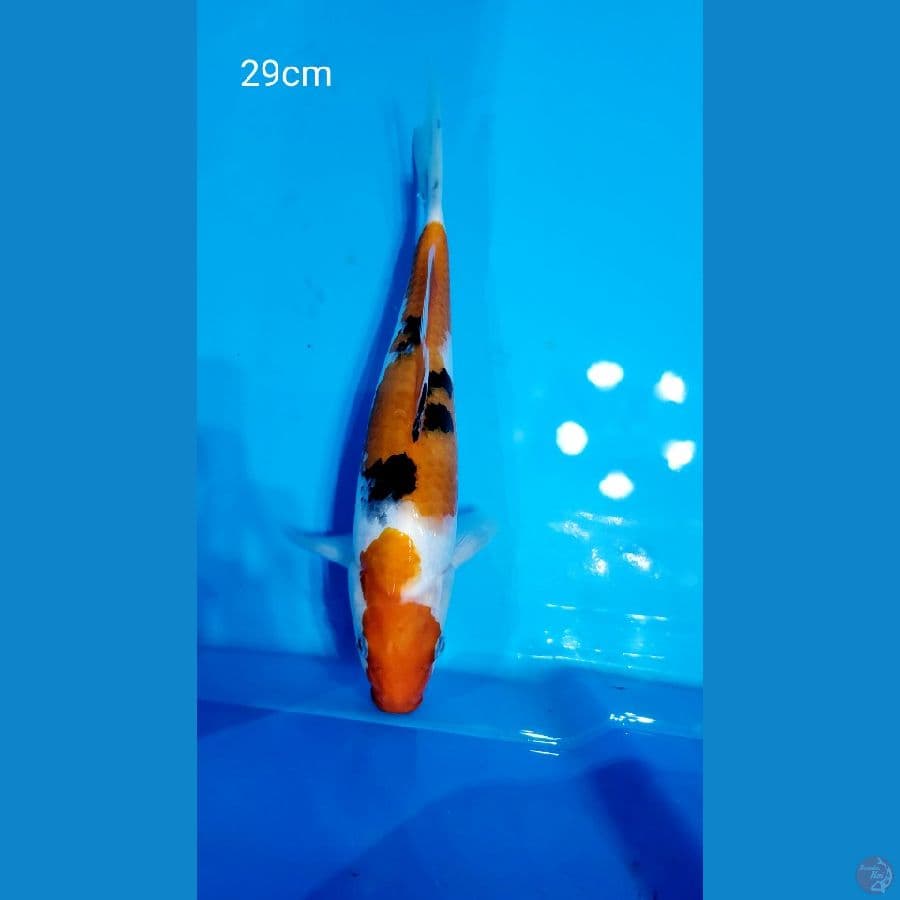 Sanke 29cm