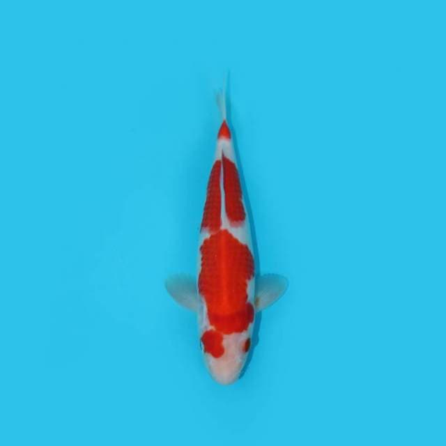 KOHAKU 24 CM