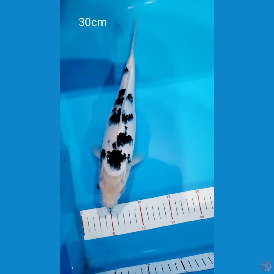 Bekko 30cm