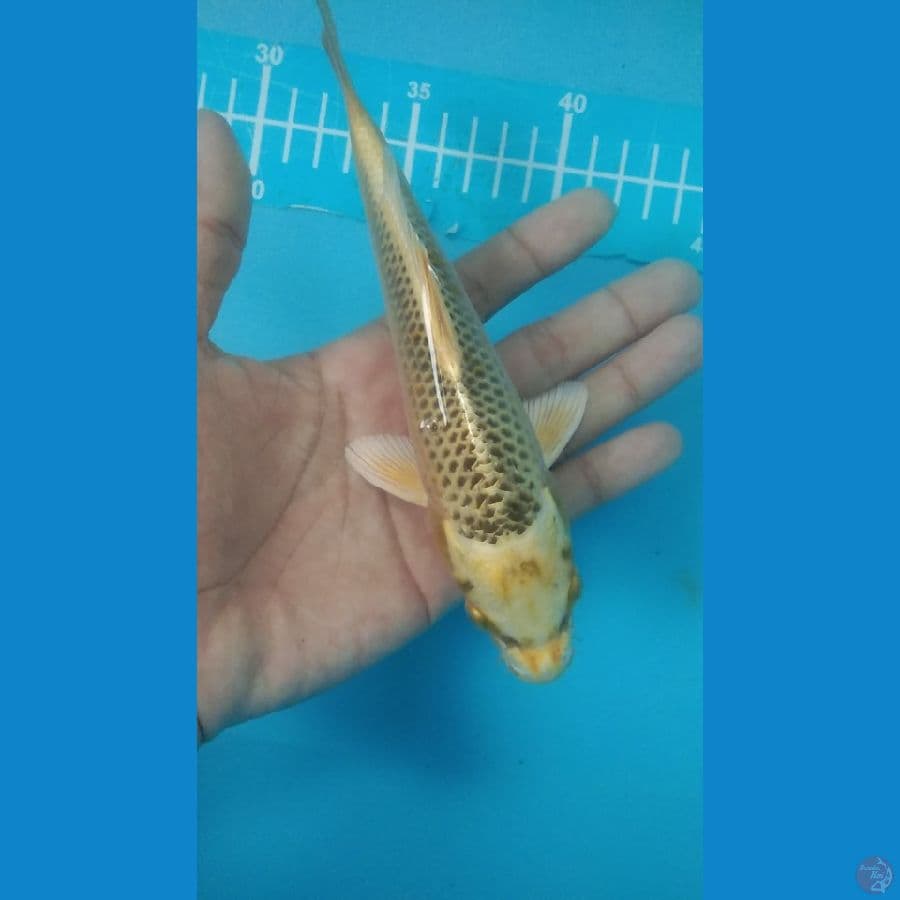 mini kujaku kirin
