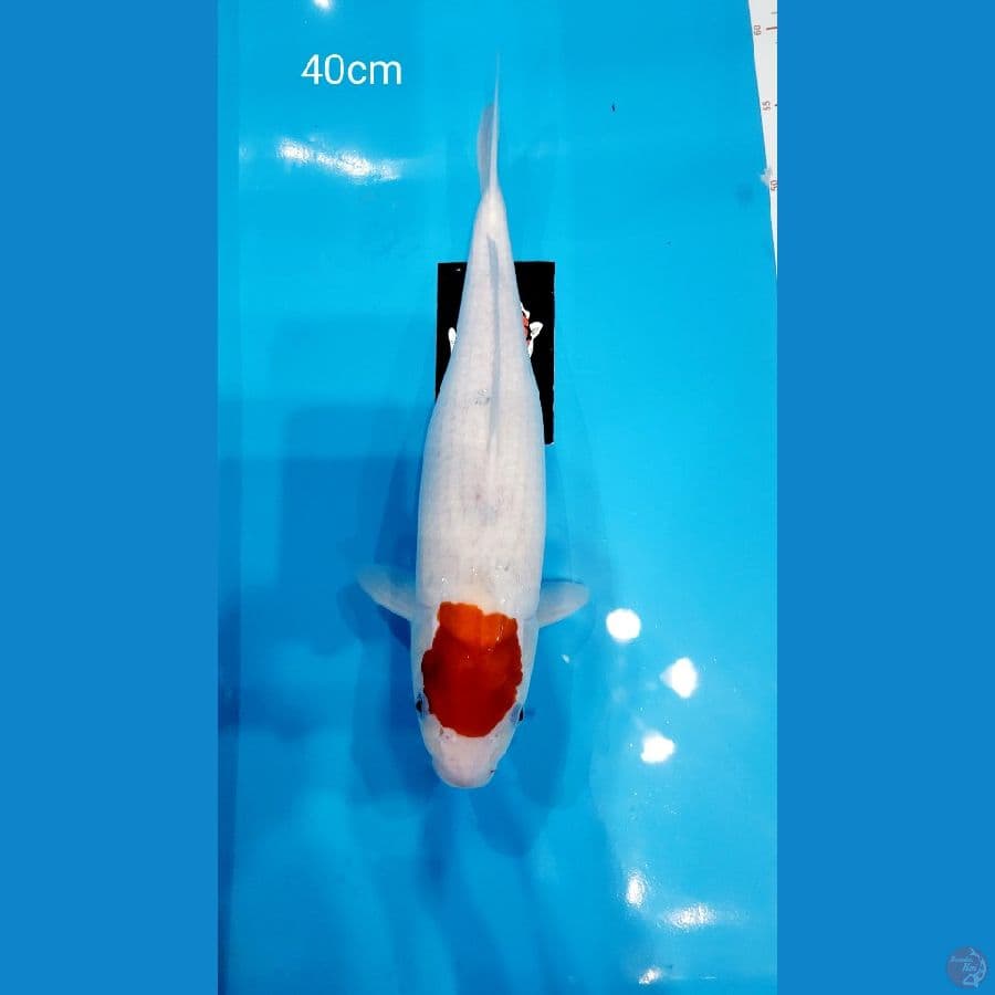 Tancho 40cm
