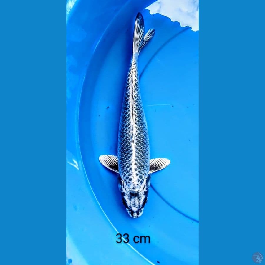 Gin matshuba 33 cm
