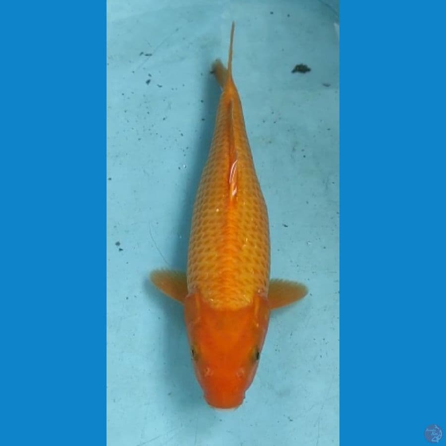 Karasi Jagung 37 Cm